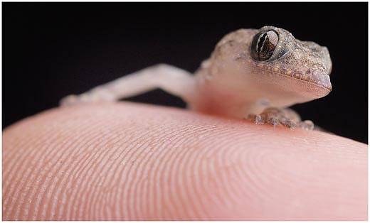 Small lizard on a thumb