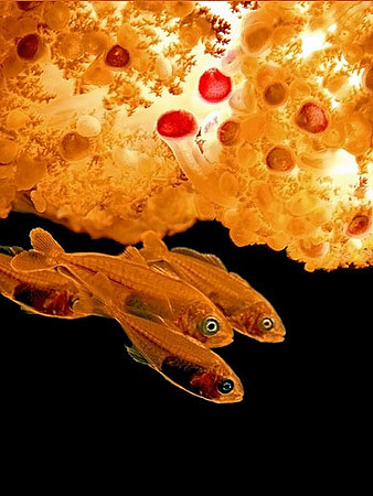Young fish dart by a jellyfish in the sea