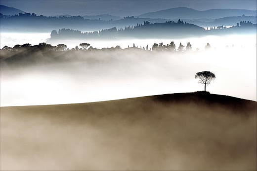 A lone tree emerges from early morning fog